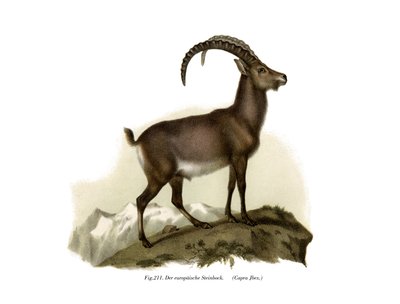 Ibex, 1860 - German School